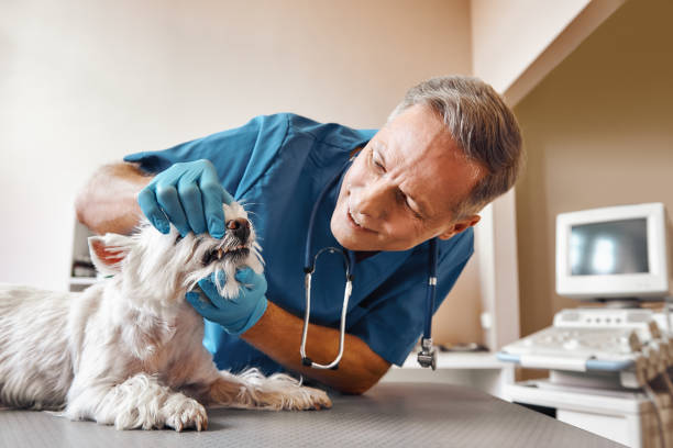 Best Cosmetic Emergency Dentistry in Alliae, NC